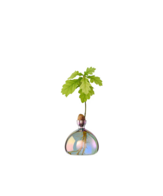 Dizaina vāze Acorn Vase, Cosmic Astra, ozolzīļu audzēšanai