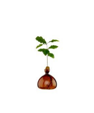 Dizaina vāze Acorn Vase, Russet Brown, ozolzīļu audzēšanai