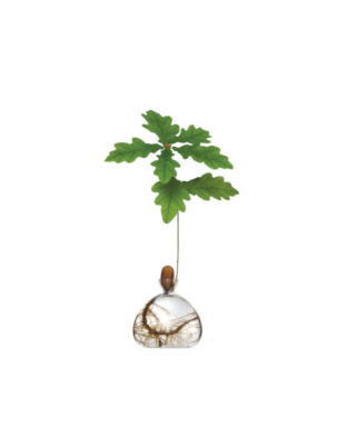 Dizaina vāze Acorn Vase, Clear, ozolzīļu audzēšanai