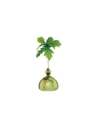 Dizaina vāze Acorn Vase, Green, ozolzīļu audzēšanai
