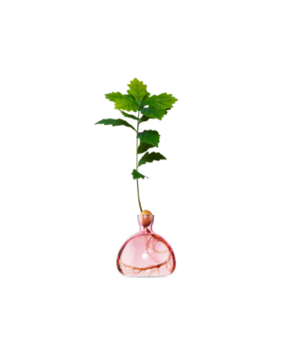 Dizaina vāze Acorn Vase, Rose Pink, ozolzīļu audzēšanai