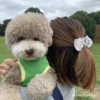 matu-spradze-bichon-coucou-manilla6.jpg