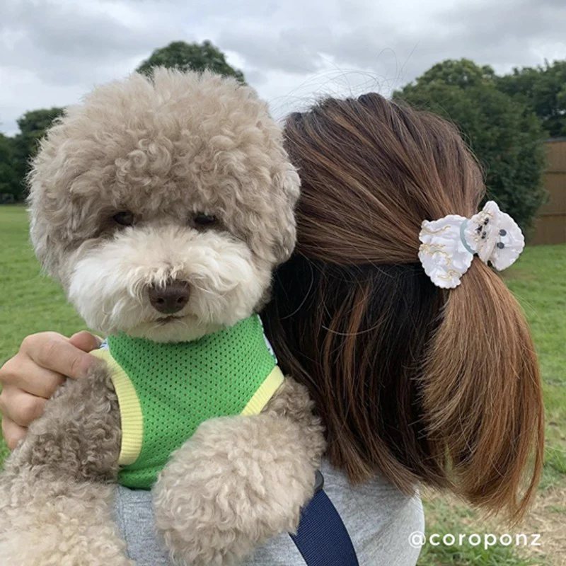 matu-spradze-bichon-coucou-manilla6.jpg