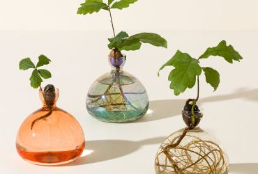 ilex-studio-vaze-avokado-ozolzile1